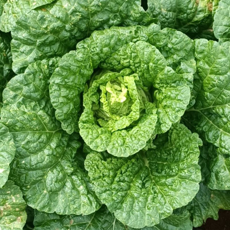 精品山地大白菜