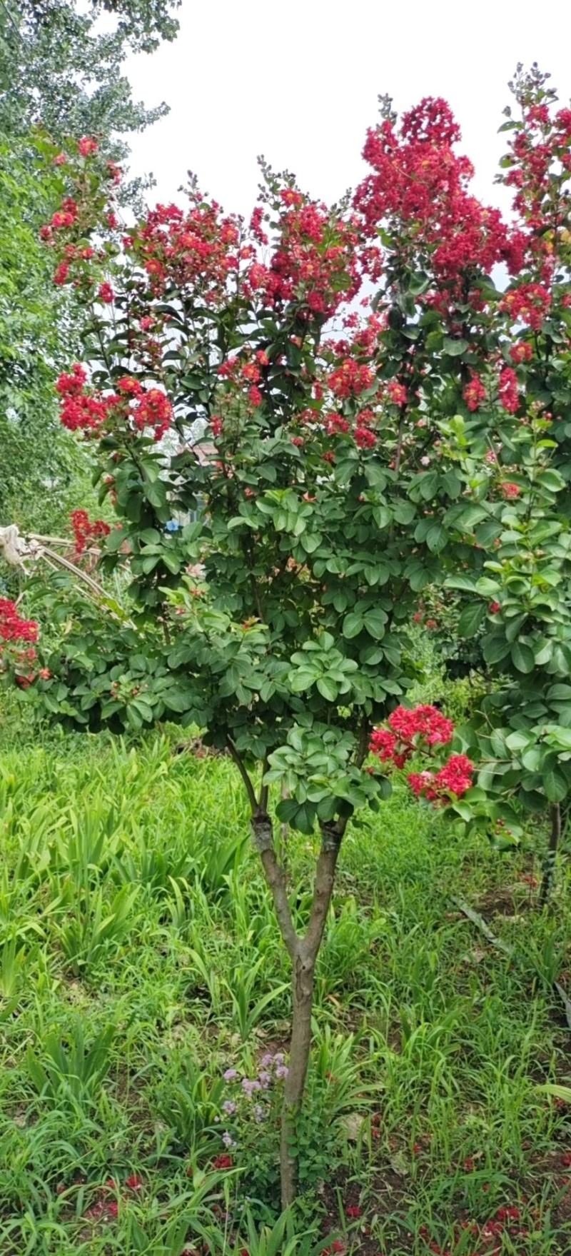 紫薇红花紫薇红紫薇红火箭小苗2-20公分