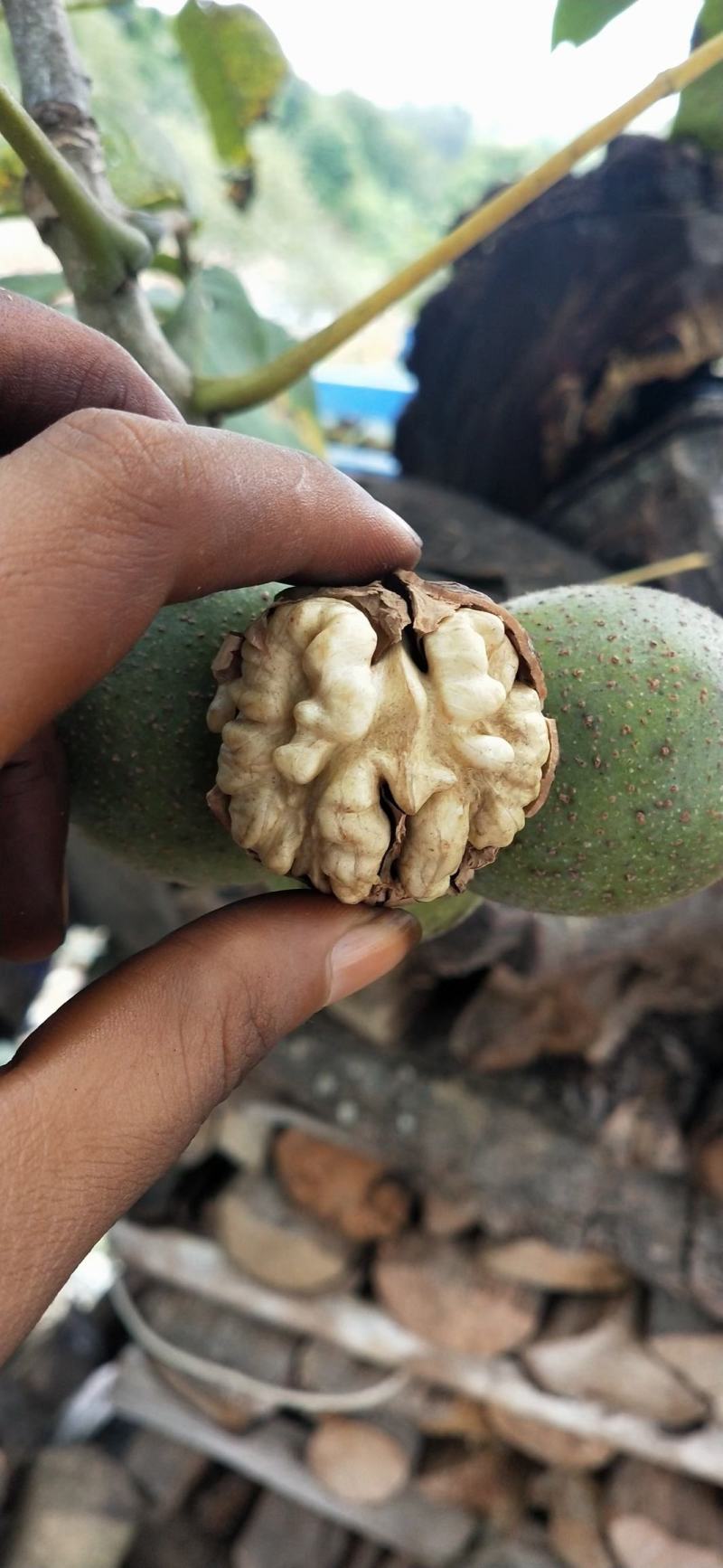 云南原产地大泡果青皮核桃