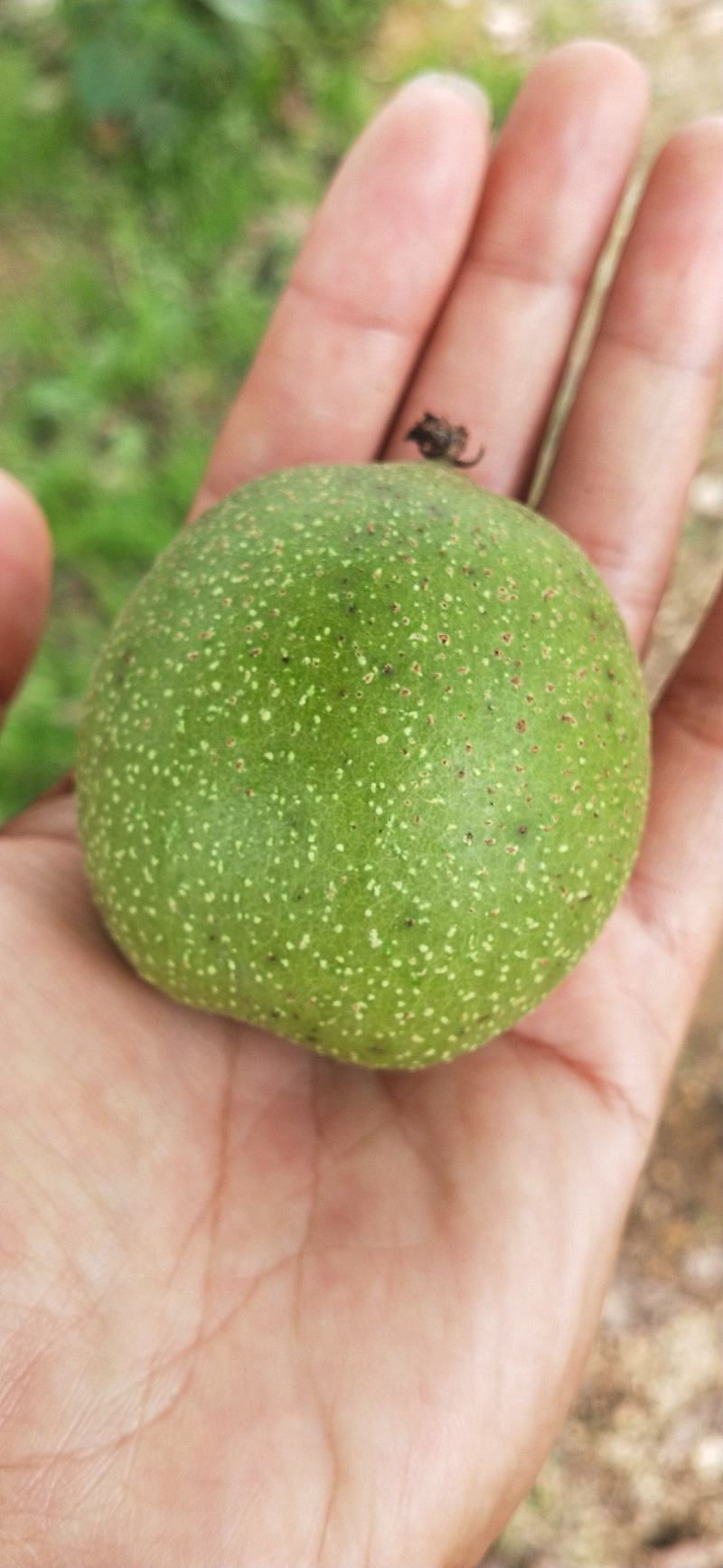 云南原产地大泡果青皮核桃