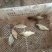 2两左右规格黄金鲫鱼苗活力好，容易放活吃食旺盛，无病无伤