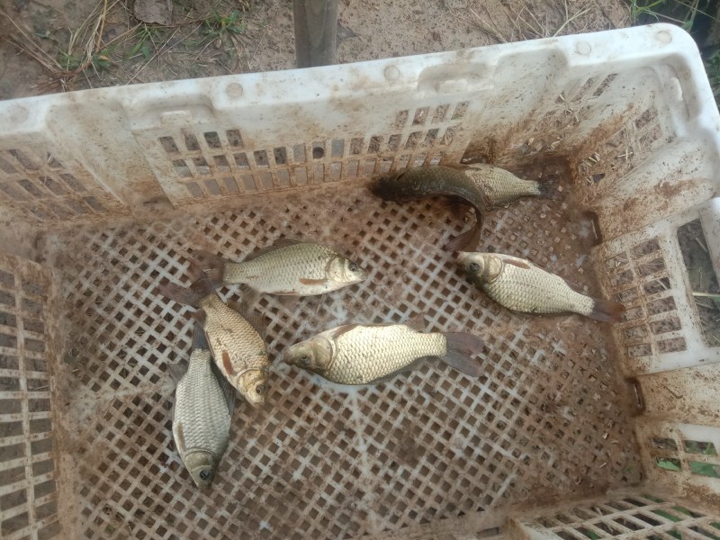 2两左右规格黄金鲫鱼苗活力好，容易放活吃食旺盛，无病无伤