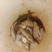 2两左右规格黄金鲫鱼苗活力好，容易放活吃食旺盛，无病无伤