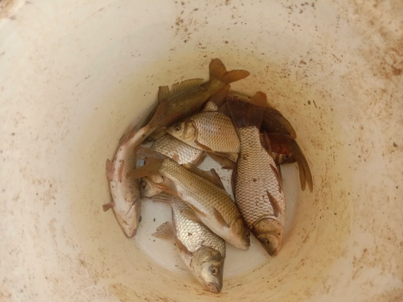 2两左右规格黄金鲫鱼苗活力好，容易放活吃食旺盛，无病无伤