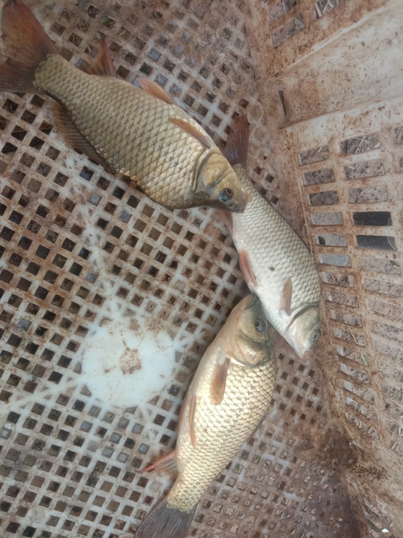 2两左右规格黄金鲫鱼苗活力好，容易放活吃食旺盛，无病无伤