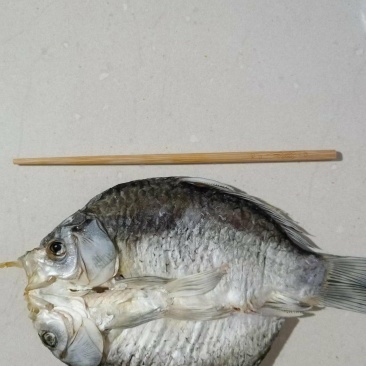 风干鲫鱼，