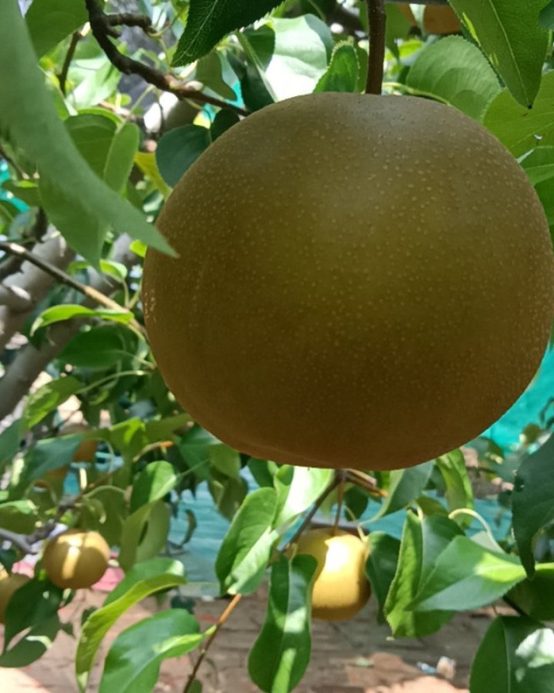 梨子