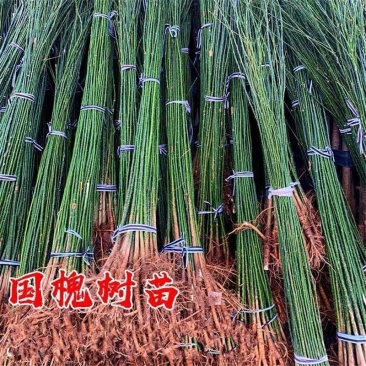 国槐苗槐树苗国槐小苗基地现挖现发0.5-6公分