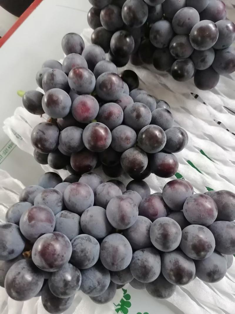 精品葡萄