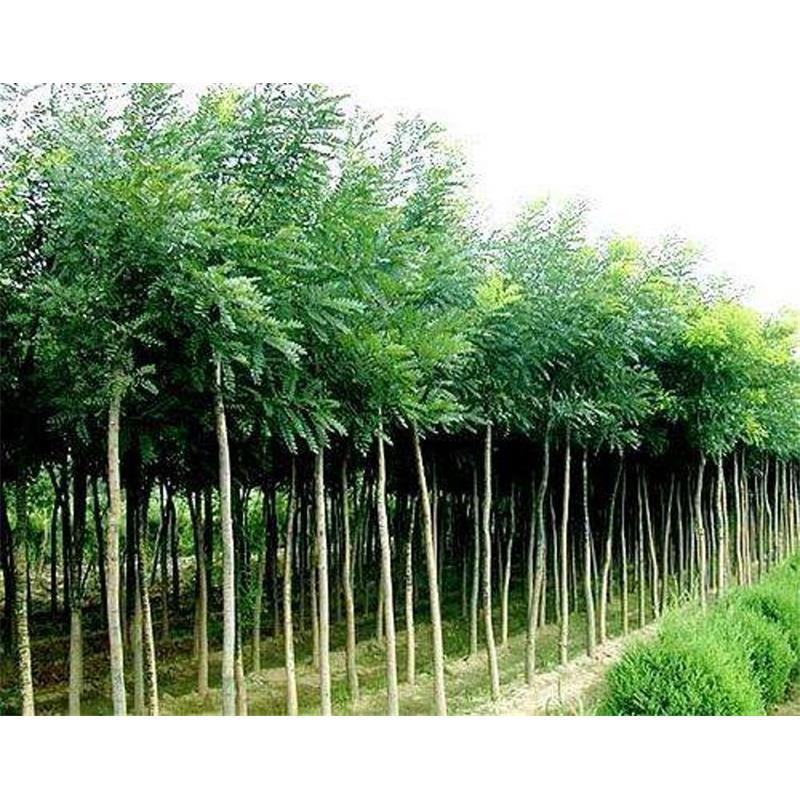 国槐苗槐树苗国槐小苗基地现挖现发0.5-6公分