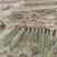 国槐苗槐树苗国槐小苗基地现挖现发0.5-6公分