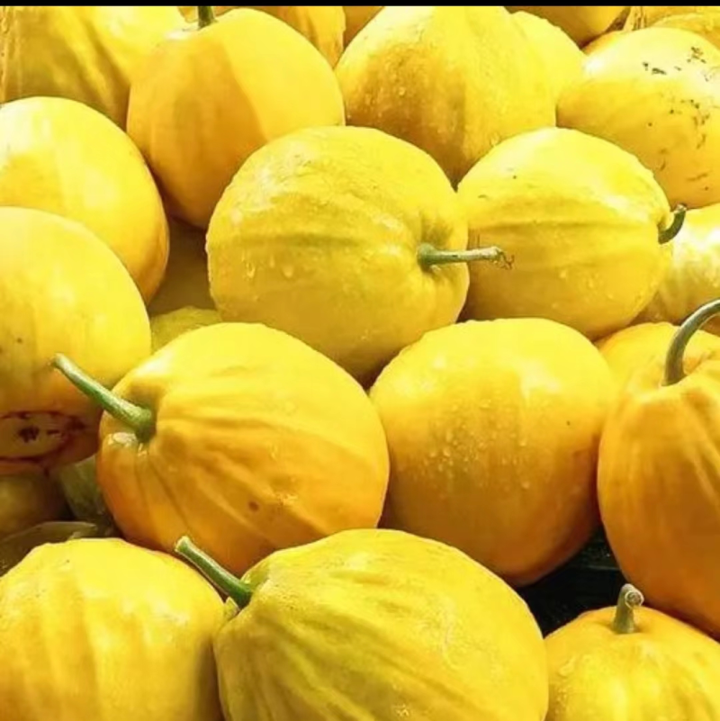 大量丑八怪瓜现摘现卖量大从优欢迎大家前来咨询
