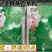 全兴茎用莴苣精正系列：净菜率高，风味佳，商品性好