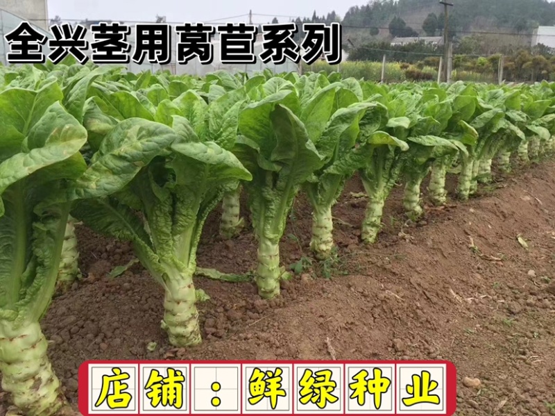 全兴茎用莴苣精正系列：净菜率高，风味佳，商品性好
