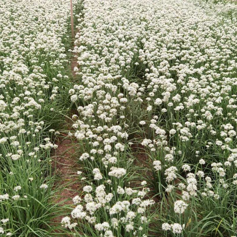 韭菜花大量上市全国发货一手货源，品质保障，保客商满意！