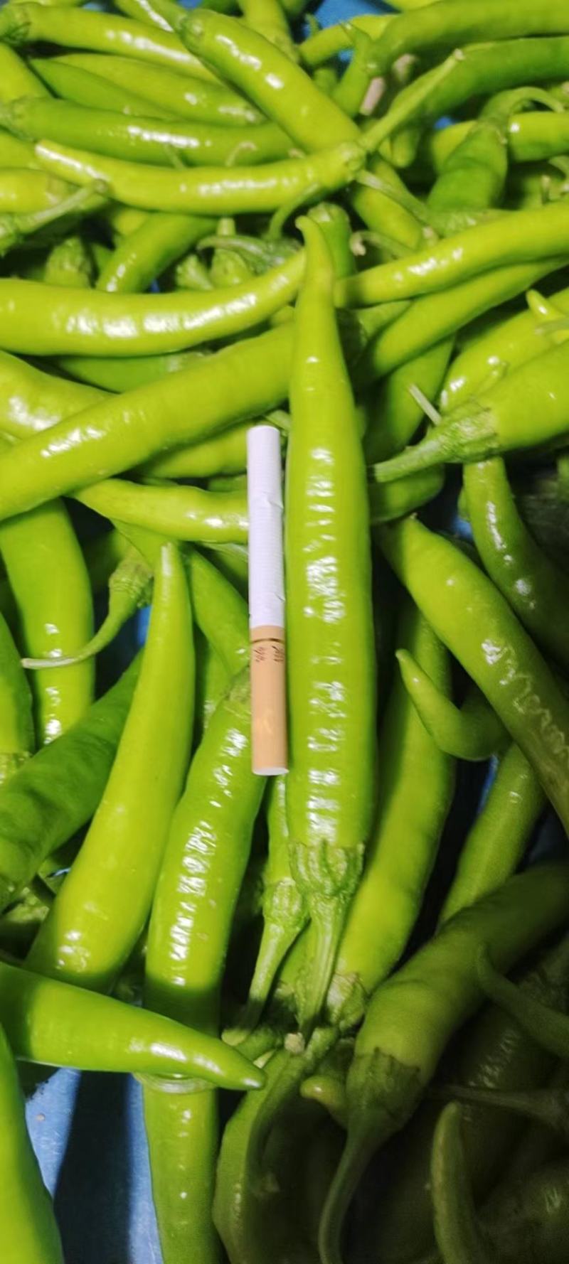 大量青椒上市，加工厂，走市场都可以。