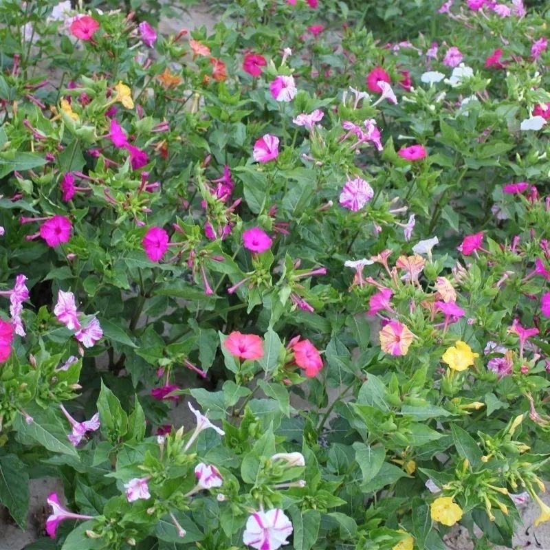 紫茉莉花种子混色茉莉花地雷花种子阳台易种盆栽五彩香茉莉花