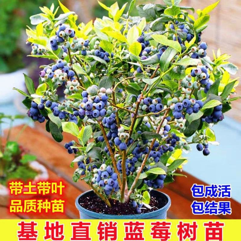 蓝莓苗蓝莓杯苗小苗,奥尼尔薄雾绿宝石兔眼南方均可种植
