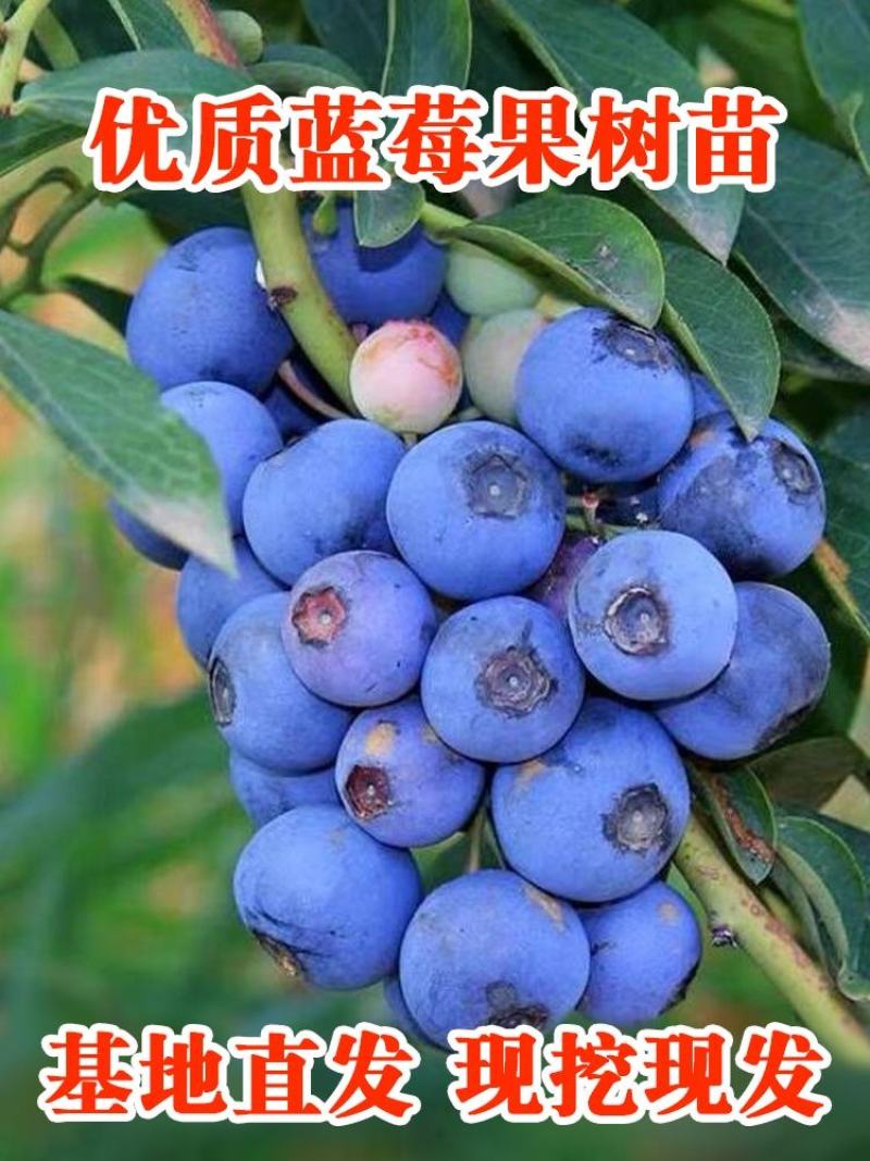 蓝莓苗蓝莓杯苗小苗,奥尼尔薄雾绿宝石兔眼南方均可种植