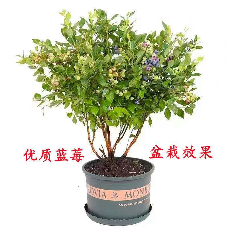蓝莓苗蓝莓杯苗小苗,奥尼尔薄雾绿宝石兔眼南方均可种植