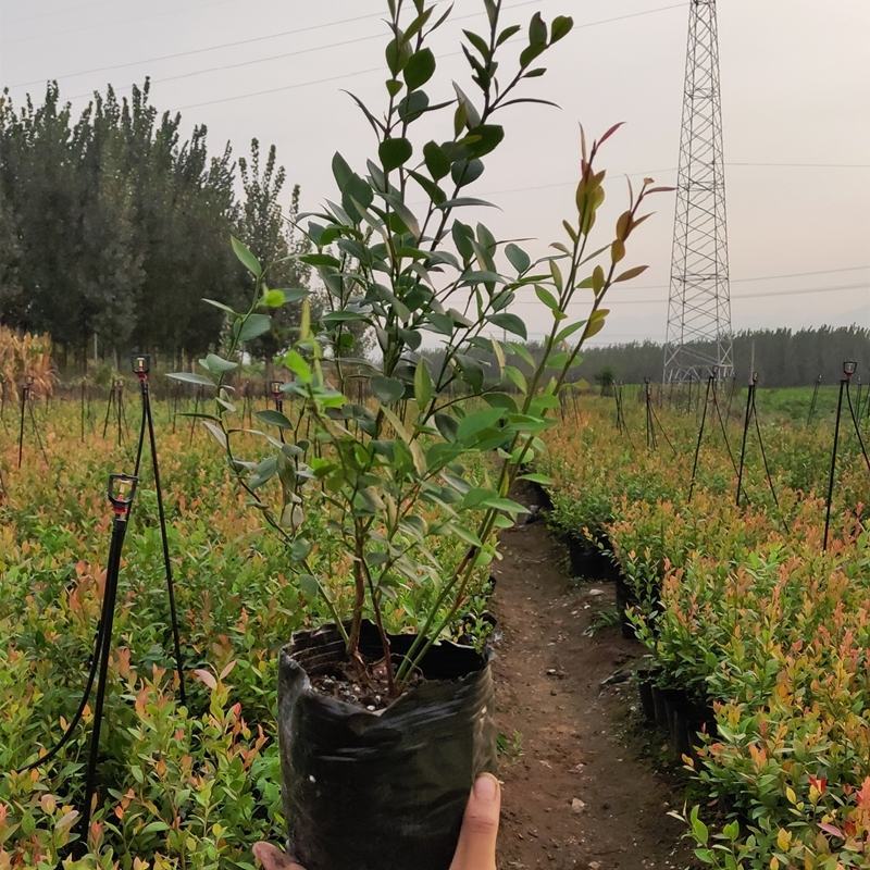 蓝莓苗蓝莓杯苗小苗,奥尼尔薄雾绿宝石兔眼南方均可种植