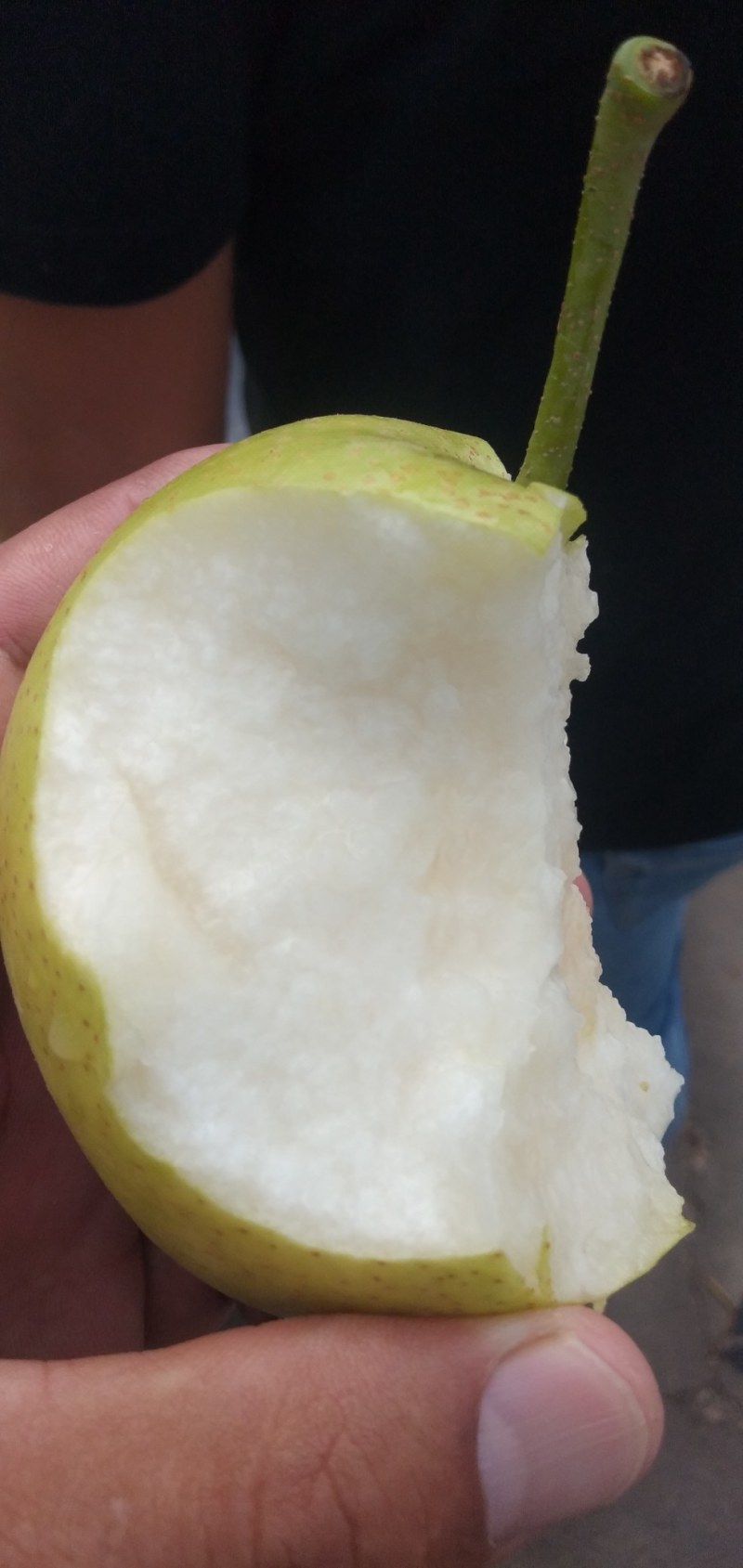 青皇冠梨，果面干净，翠玉梨元黄梨秋月梨产区鲜果，精选