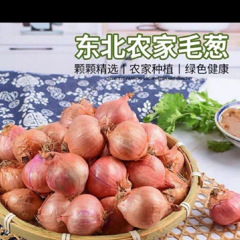 东北毛葱头，鬼子葱，缅甸独头葱，质量保证发全国