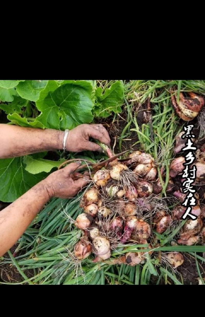 东北毛葱头，鬼子葱，缅甸独头葱，质量保证发全国