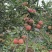 昭通红露苹果