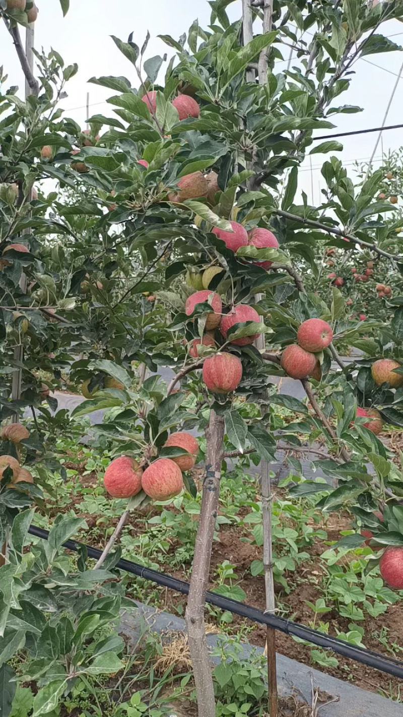 昭通红露苹果