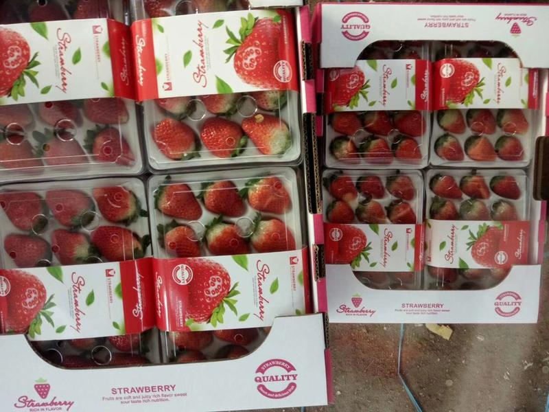 奶油妙香草莓，宁玉草莓每天大量供应，保质保量，欢迎咨询