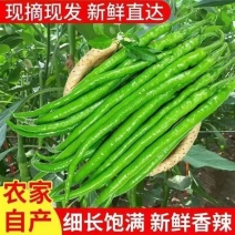 【精品】线椒青黄皮线椒青皮线椒二荆条15~20厘米特辣