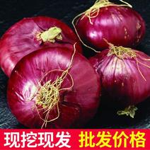 《精品》露天洋葱，大面积种植，二红洋葱紫皮洋葱全国。