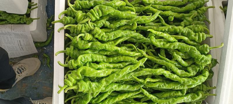 陕西定边县万亩蔬菜基地螺丝椒大量现货供应，有需要联系我