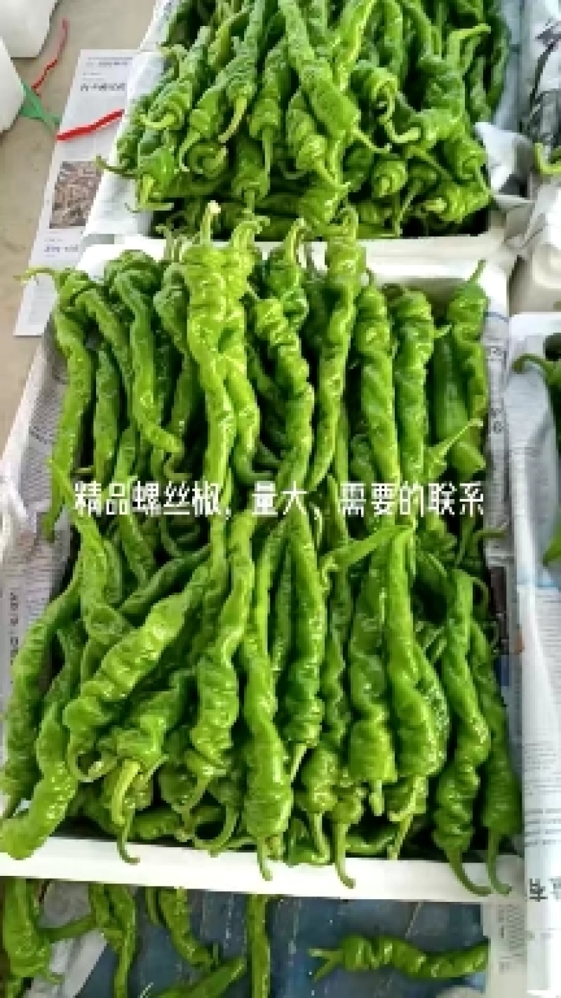 陕西定边县万亩蔬菜基地螺丝椒大量现货供应，有需要联系我