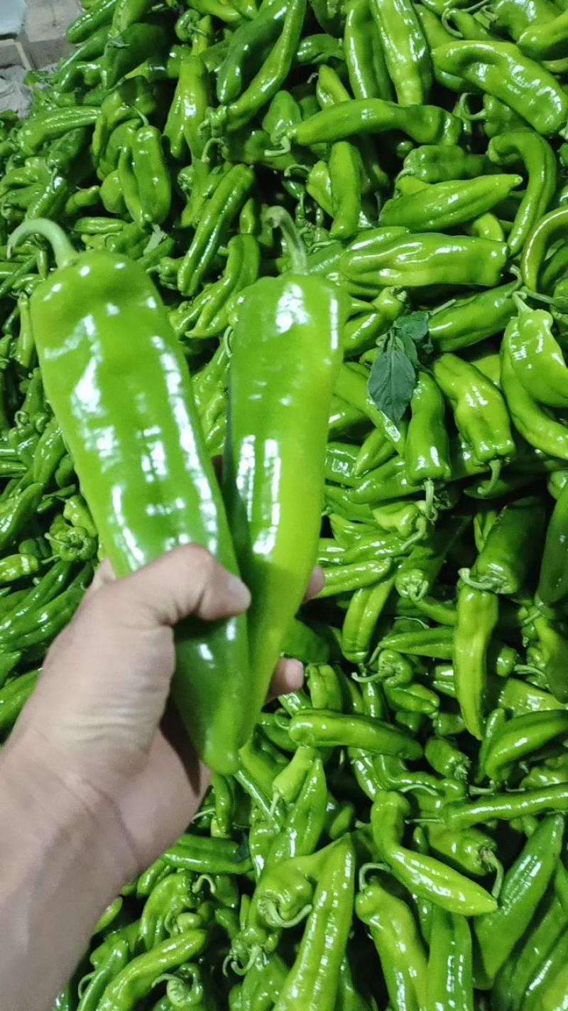 陕西定边县万亩蔬菜基地螺丝椒大量现货供应，有需要联系我