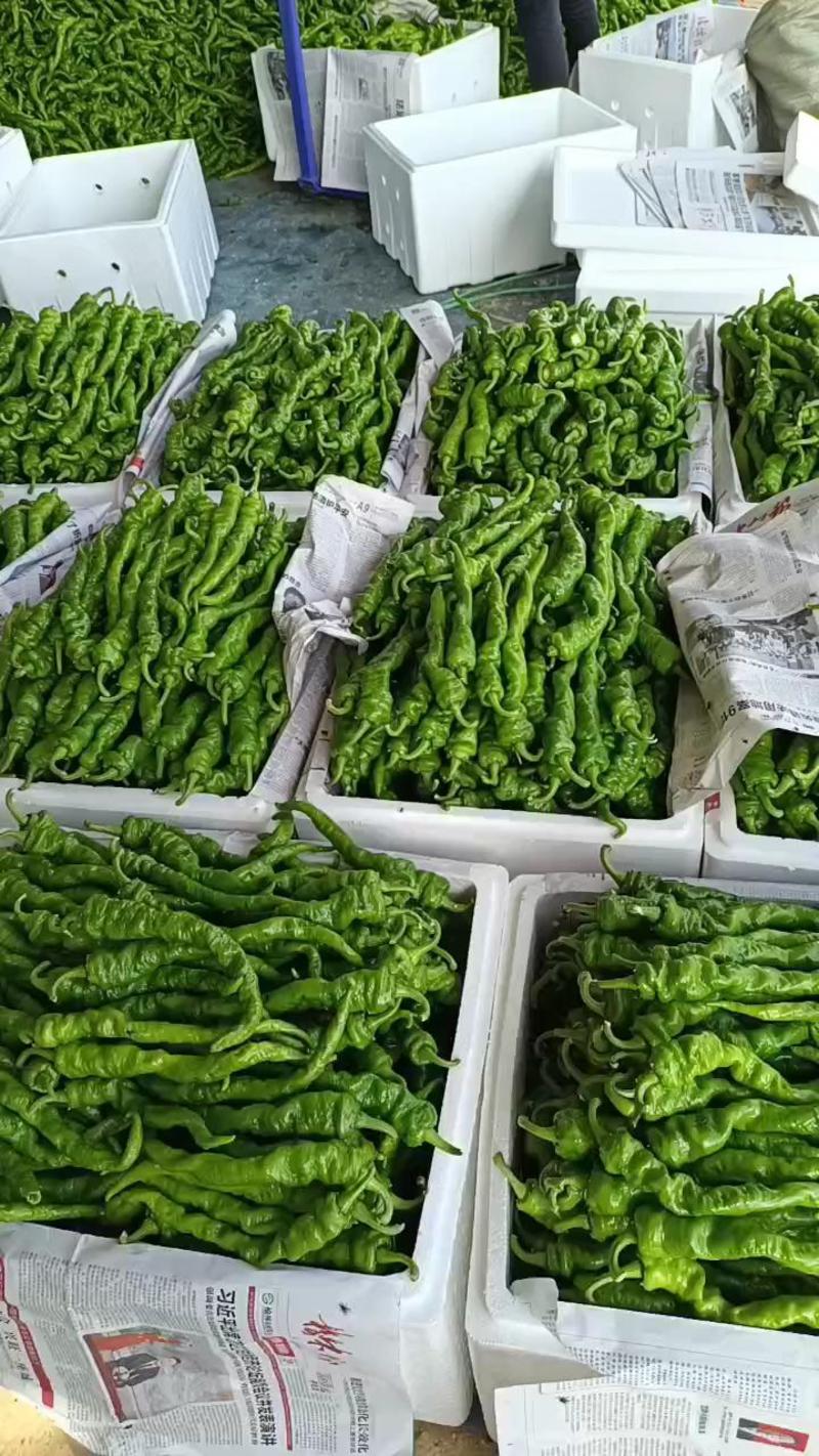 陕西省万亩蔬菜基地螺丝椒大量现货供应，有需要联系我