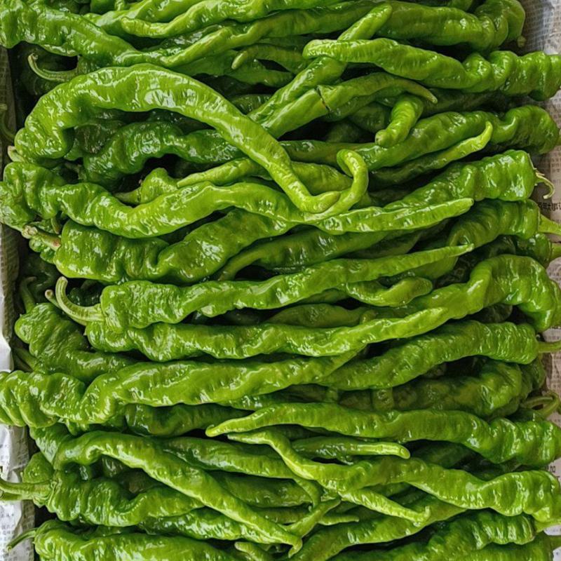 陕西定边县万亩蔬菜基地螺丝椒大量现货供应，有需要联系我