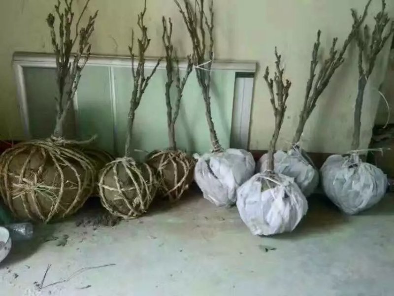 精品观赏牡丹基地直销几十个品种牡丹花苗带土球千层重瓣花