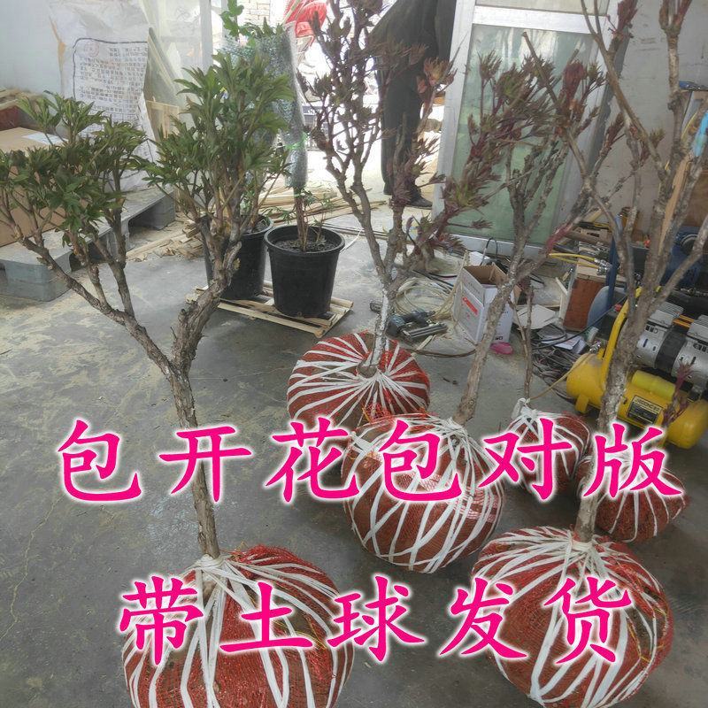 精品观赏牡丹基地直销几十个品种牡丹花苗带土球千层重瓣花