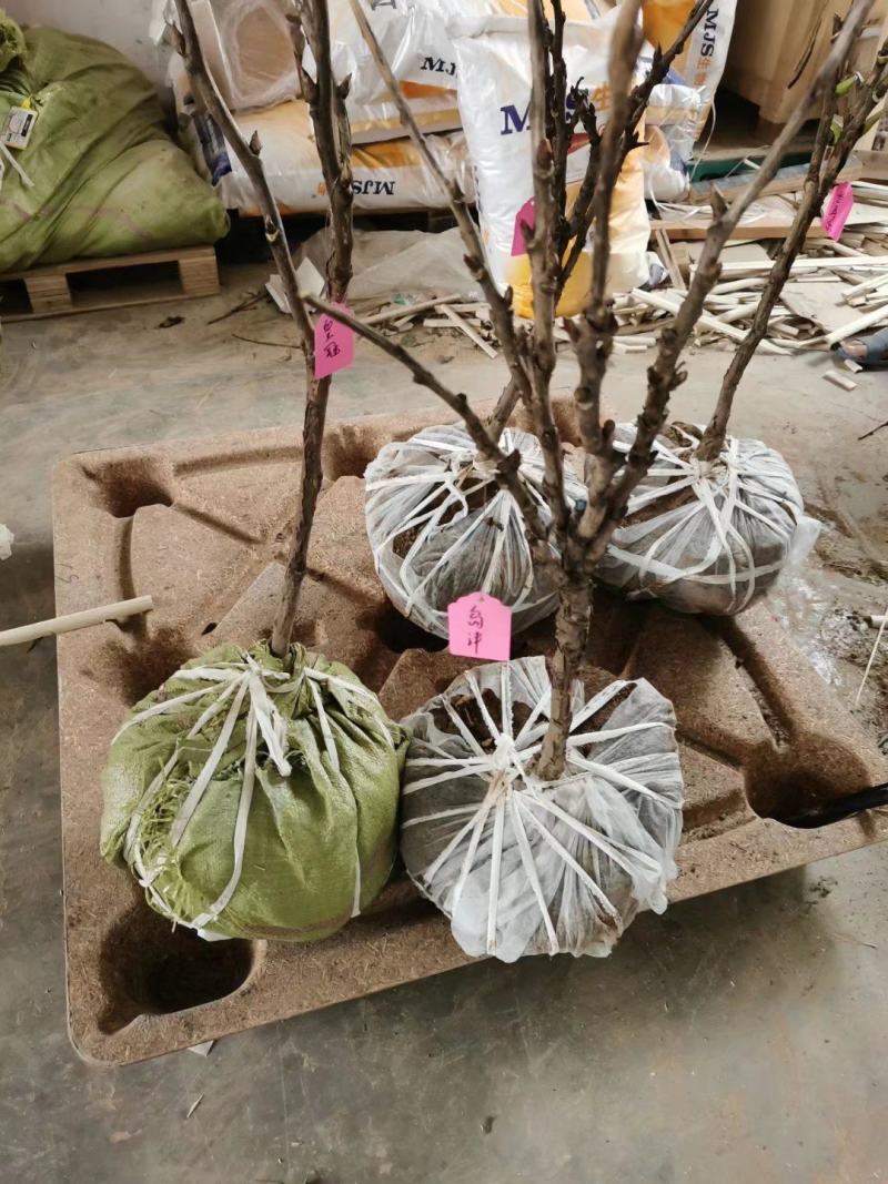 精品观赏牡丹基地直销几十个品种牡丹花苗带土球千层重瓣花