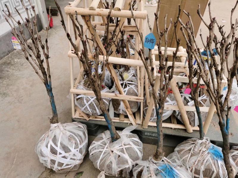 精品观赏牡丹基地直销几十个品种牡丹花苗带土球千层重瓣花