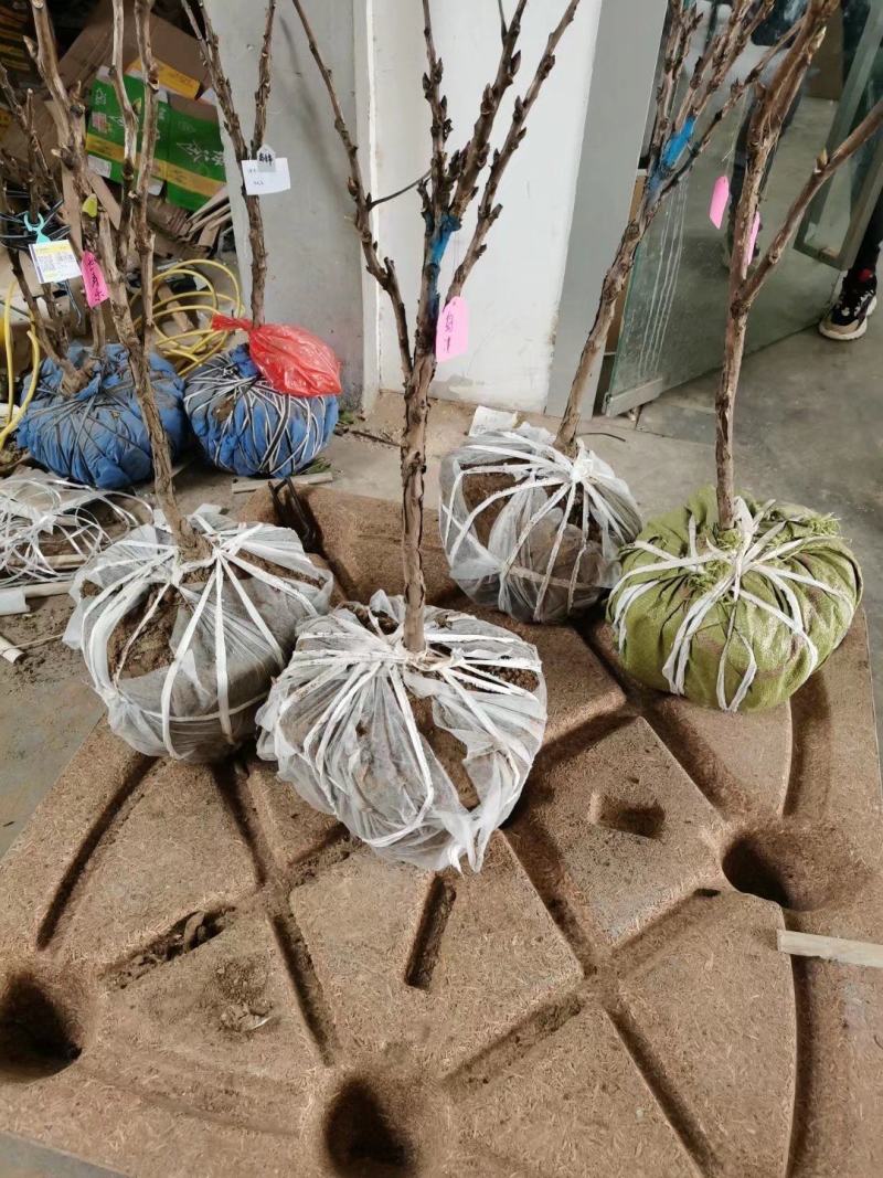 精品观赏牡丹基地直销几十个品种牡丹花苗带土球千层重瓣花
