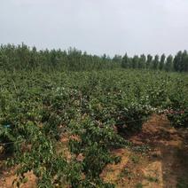 本人种植100多亩梨树，包含圆黄，秋月，早酥，红香酥