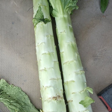 莴笋大量有货