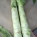 莴笋大量有货