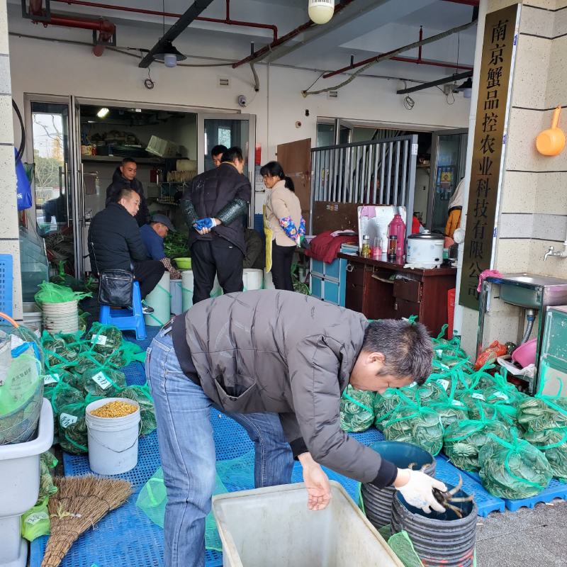 江苏高淳固城湖核心产区精养塘口六月黄大闸蟹【全国发货】