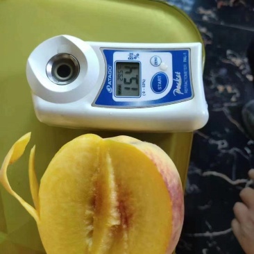 贵州黄桃