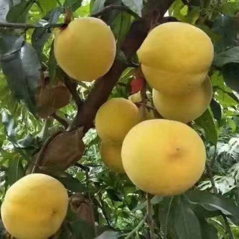 贵州黄桃