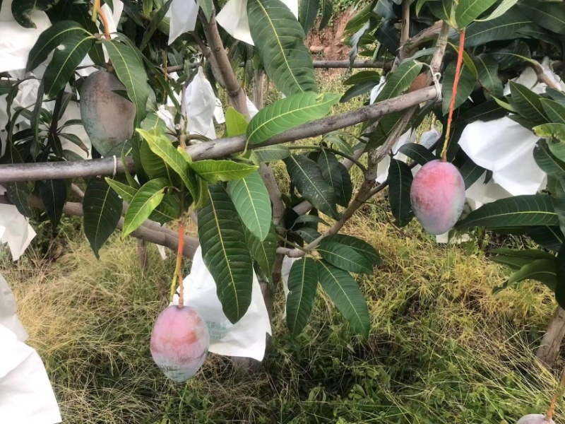 攀枝花凯特芒果，货源保障，质量保证，量大从优。